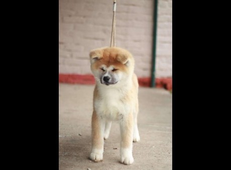 1 akita inu  z1224.jpg